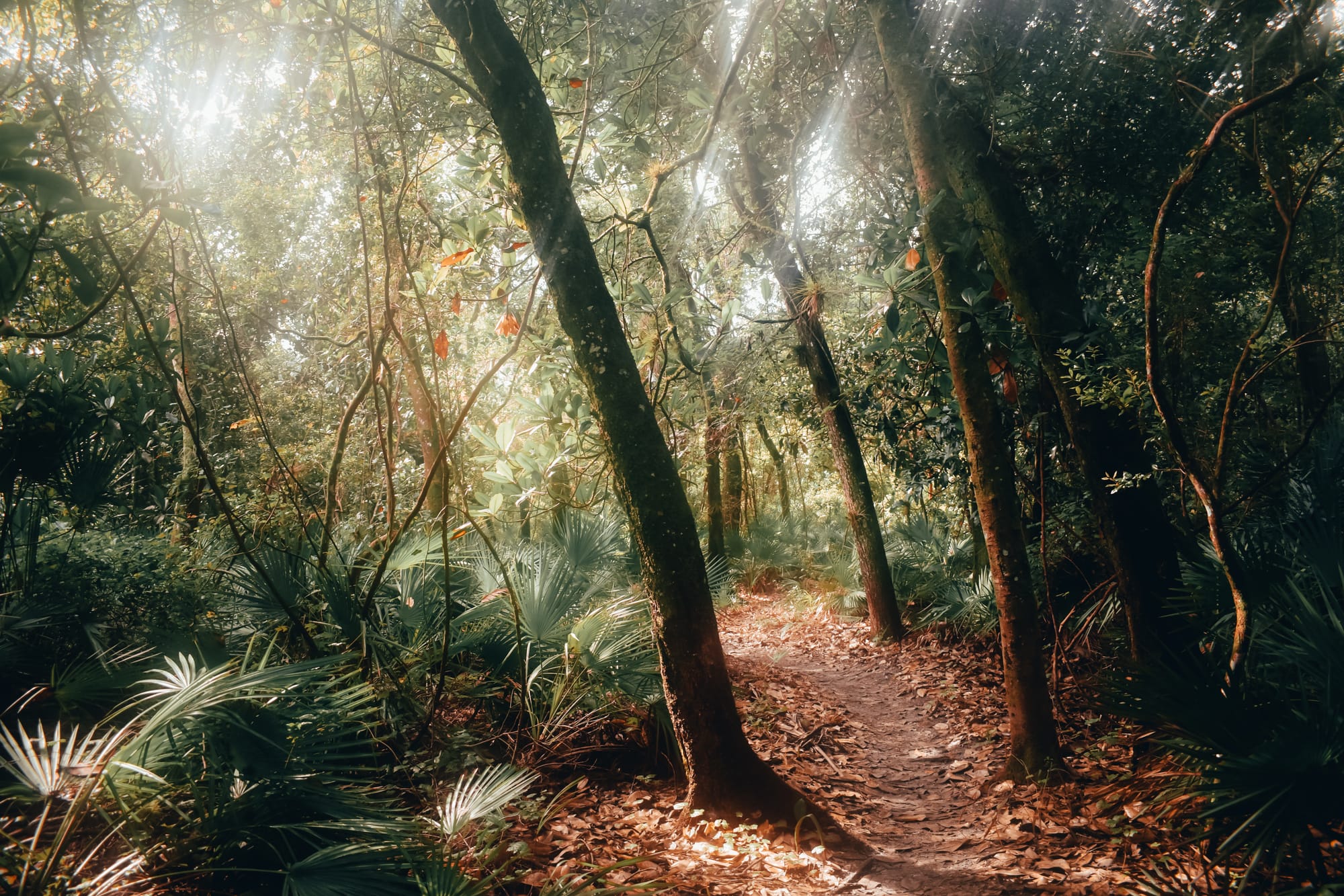Sunlight streaming across a forest path
